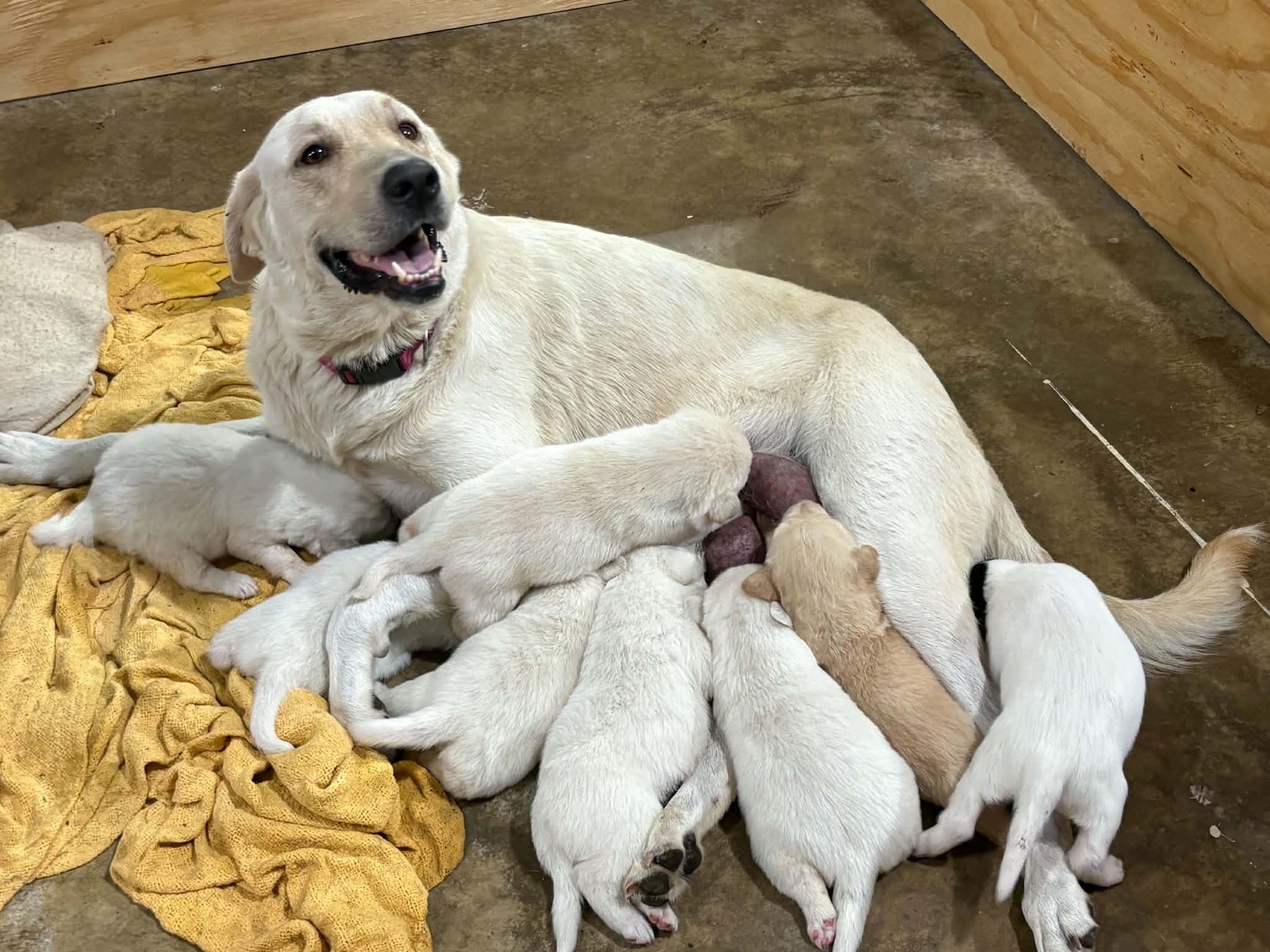 GG and her 8 Babies, Adoptable, Puppy Female Labrador Retriever.