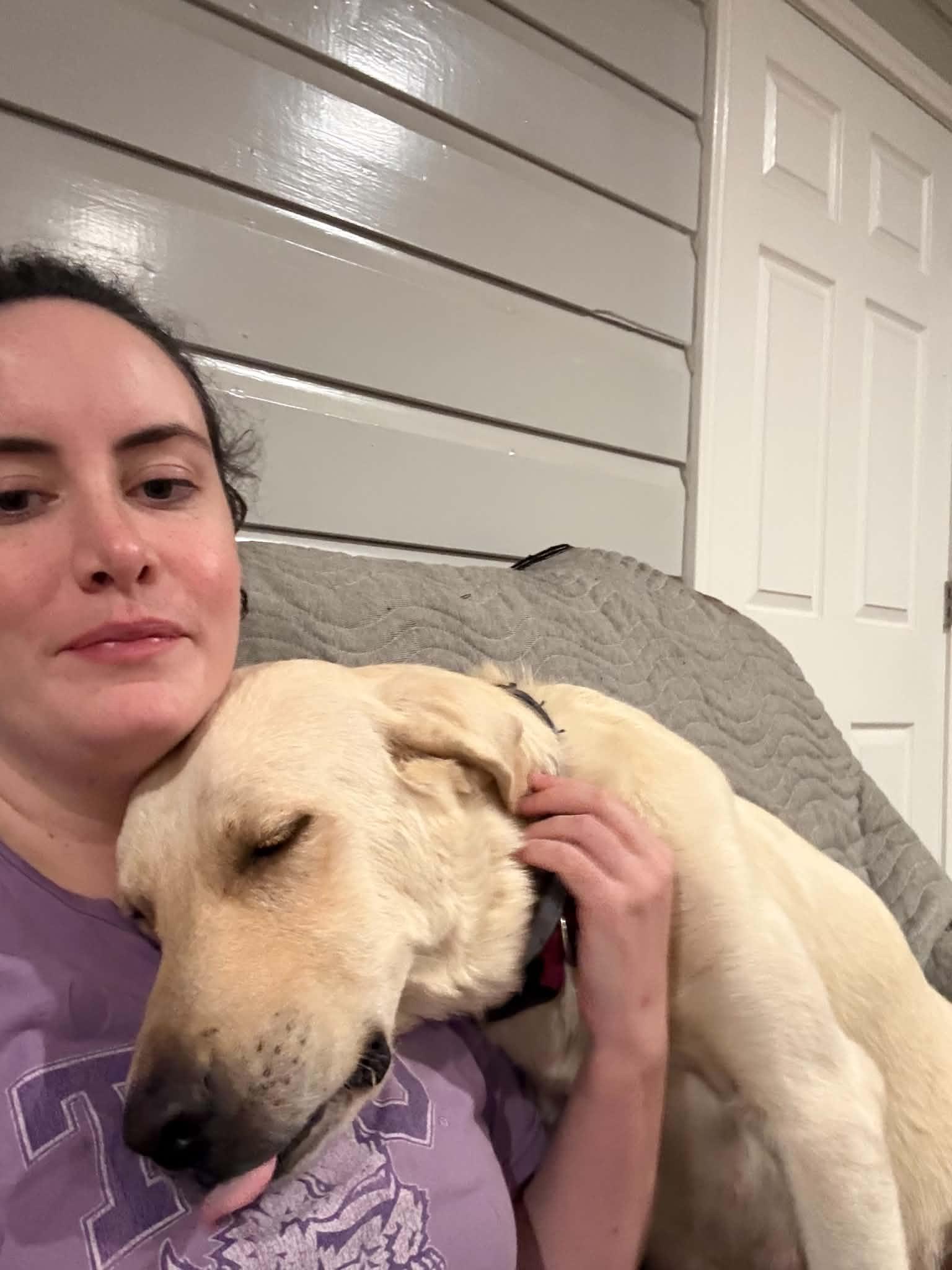 Enlarge GG and her 8 Babies, a Adoptable Labrador Retriever in Blairstown, NJ image 4/4