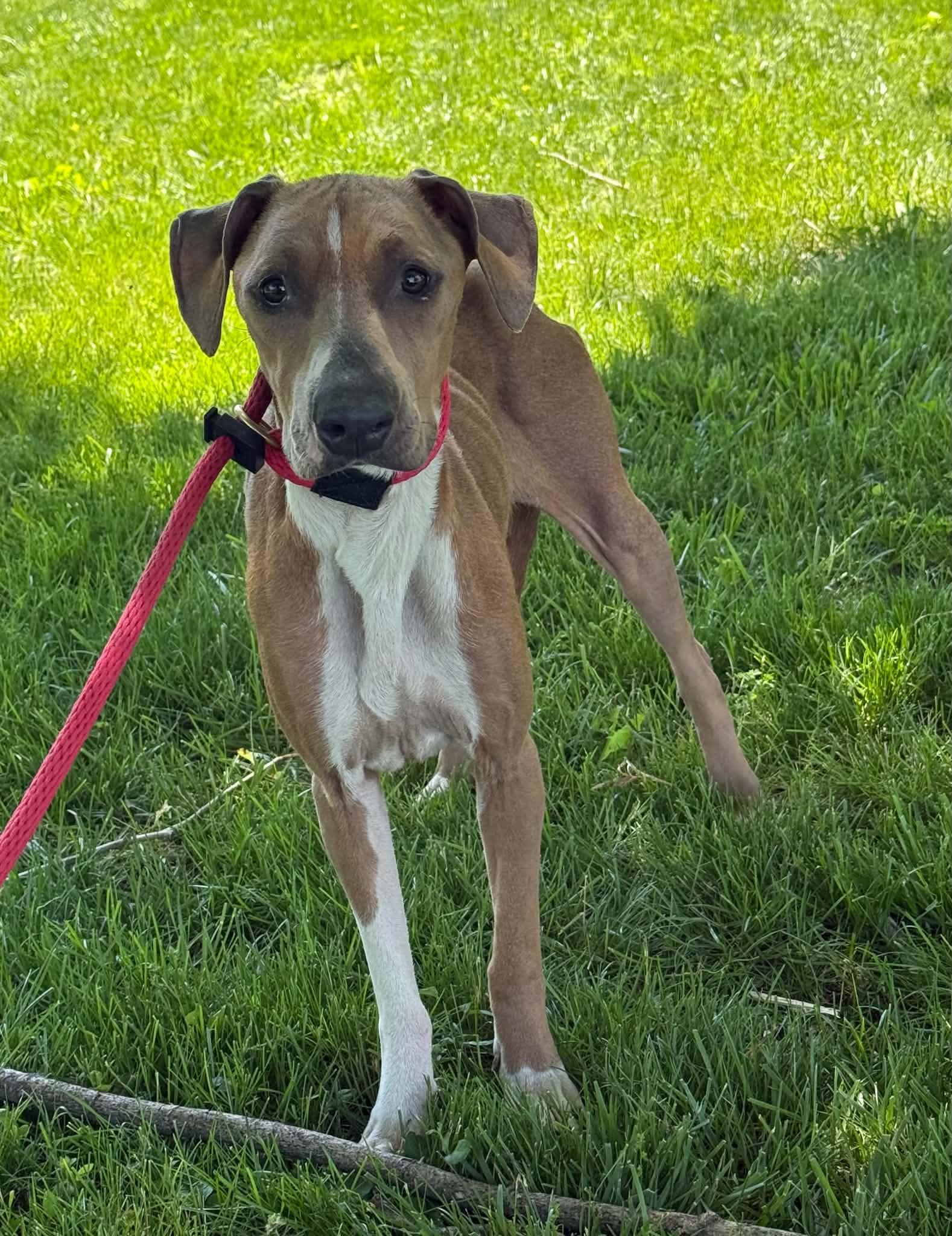 Rogue (in a FOSTER home), a ADOPTABLE mixed breed in Springfield, IL image 2/2