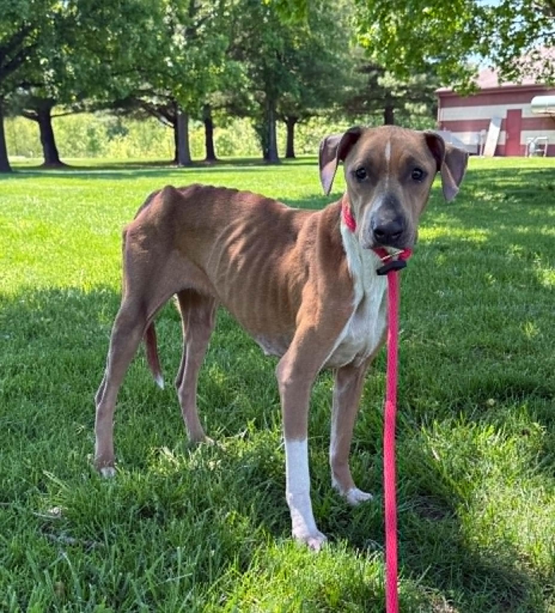 Rogue (in a FOSTER home), a ADOPTABLE mixed breed in Springfield, IL image 1/2