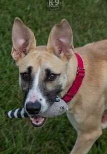 Enlarge Rosemary, a Adoptable mixed breed in Washington, DC image 1/6