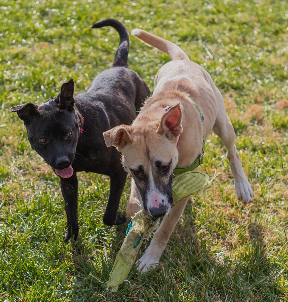 Enlarge Rosemary, a Adoptable mixed breed in Washington, DC image 2/6