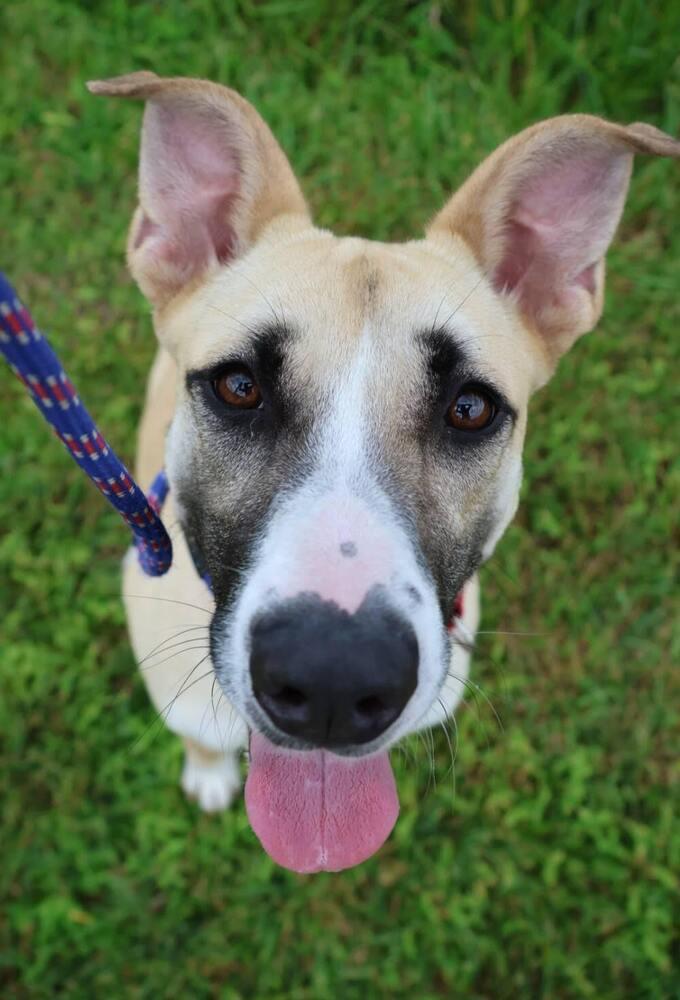 Enlarge Rosemary, a Adoptable mixed breed in Washington, DC image 3/6