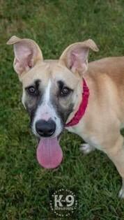 Enlarge Rosemary, a Adoptable mixed breed in Washington, DC image 4/6