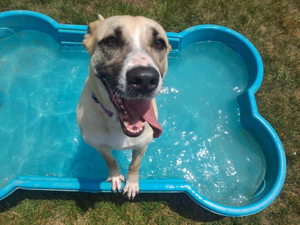 Enlarge Rosemary, a Adoptable mixed breed in Washington, DC image 4/5