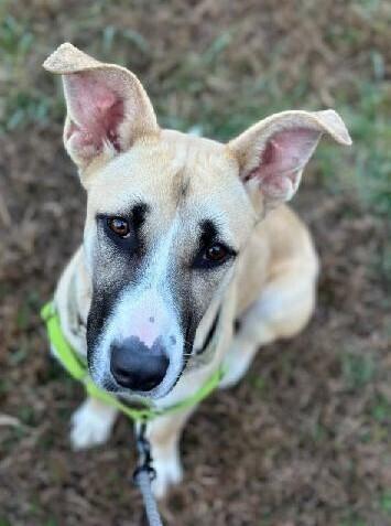 Enlarge Rosemary, a Adoptable mixed breed in Washington, DC image 5/6