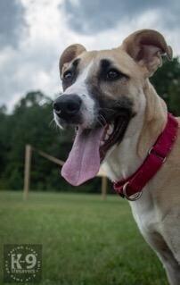 Enlarge Rosemary, a Adoptable mixed breed in Washington, DC image 6/6