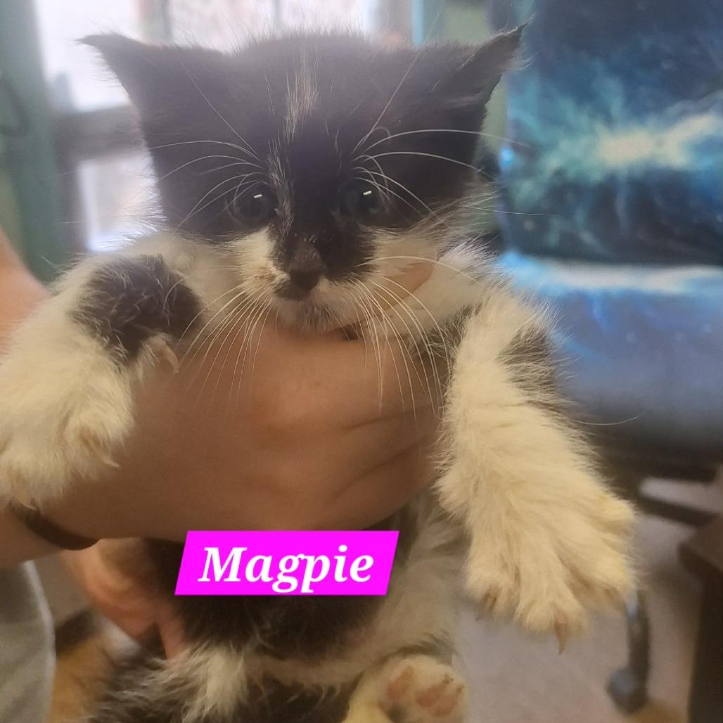 Enlarge Magpie, a Adoptable Domestic Short Hair in Madill, OK image 1/1