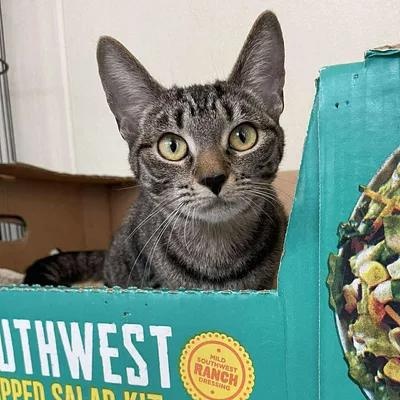 Aphid, ADOPTABLE, Adult Female Domestic Short Hair.