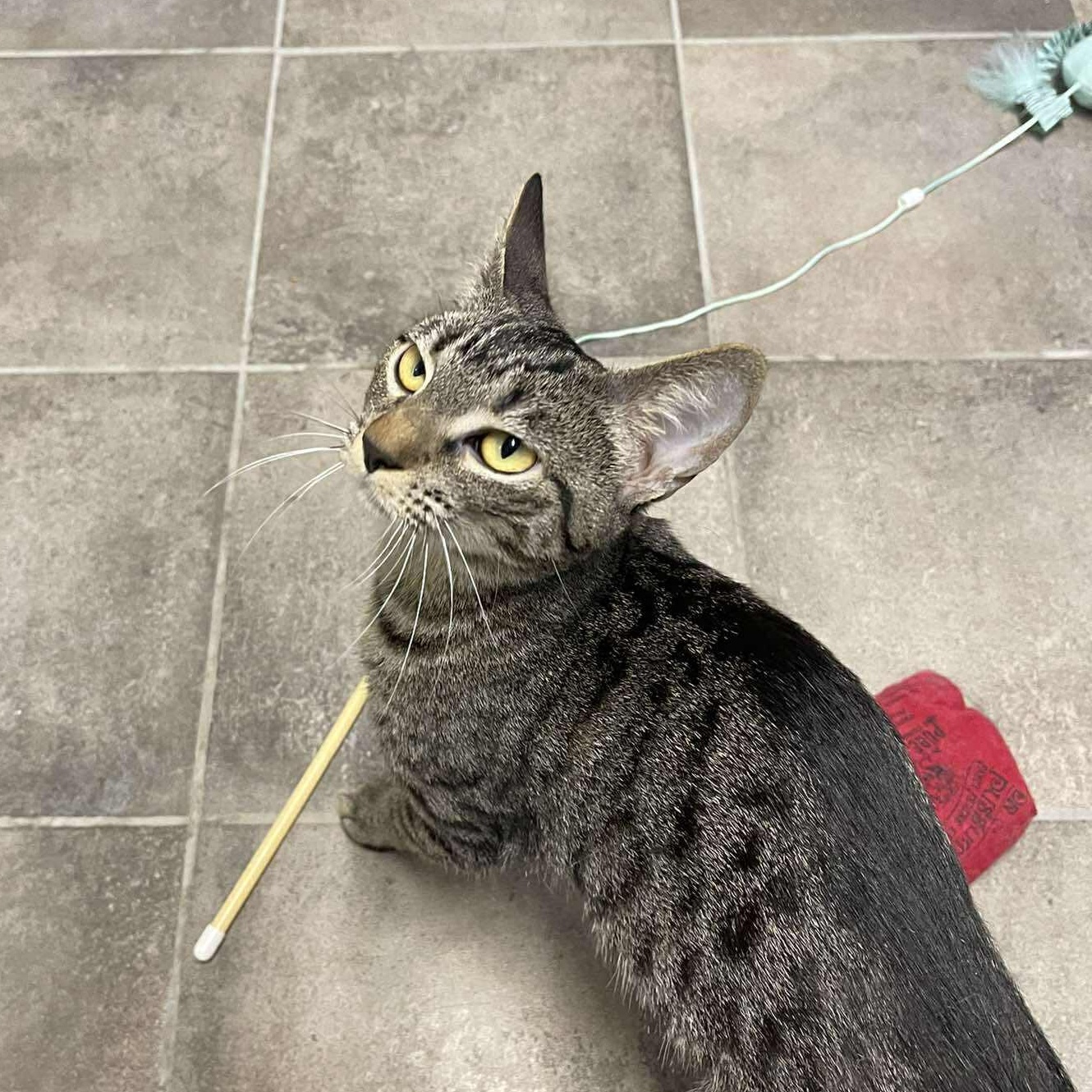 Enlarge Aphid, a ADOPTABLE Domestic Short Hair in Winthrop, ME image 2/4