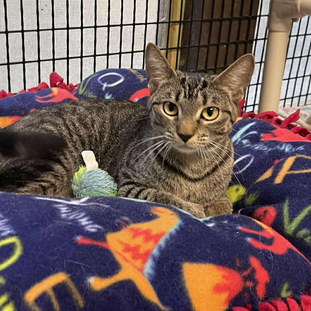 Enlarge Aphid, a ADOPTABLE Domestic Short Hair in Winthrop, ME image 3/4