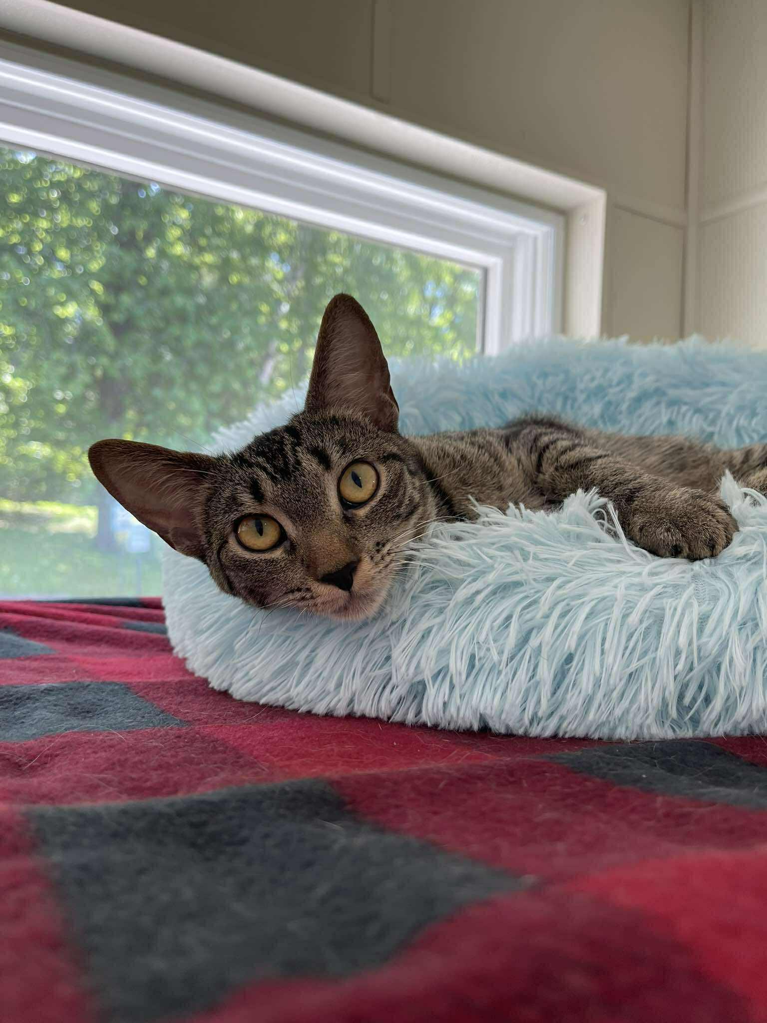 Enlarge Aphid, a ADOPTABLE Domestic Short Hair in Winthrop, ME image 1/4