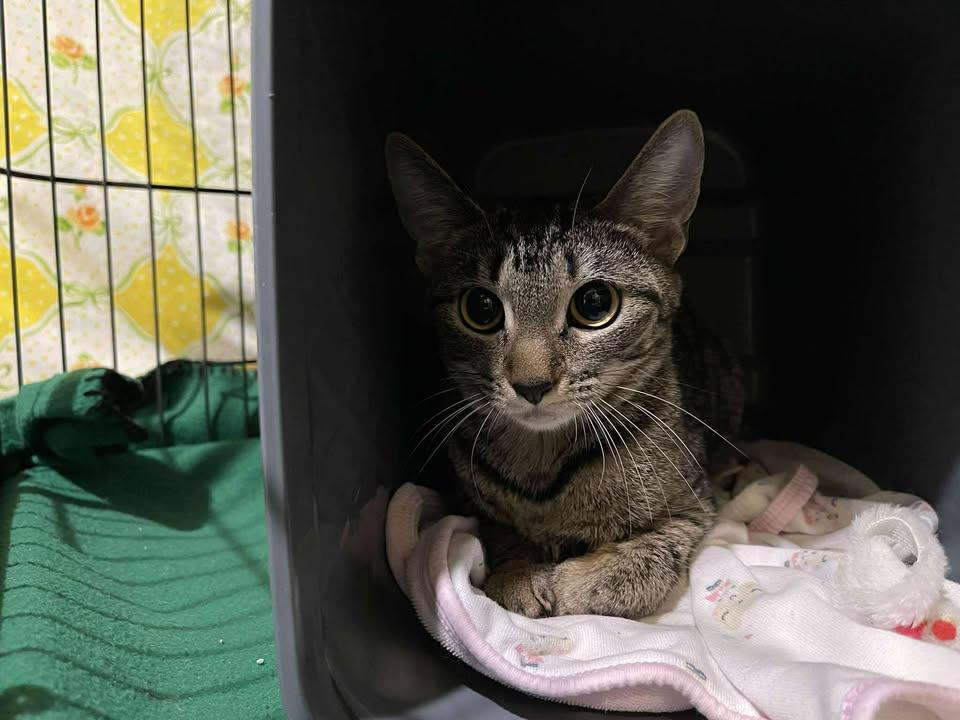 Aphid, ADOPTABLE, Adult Female Domestic Short Hair.