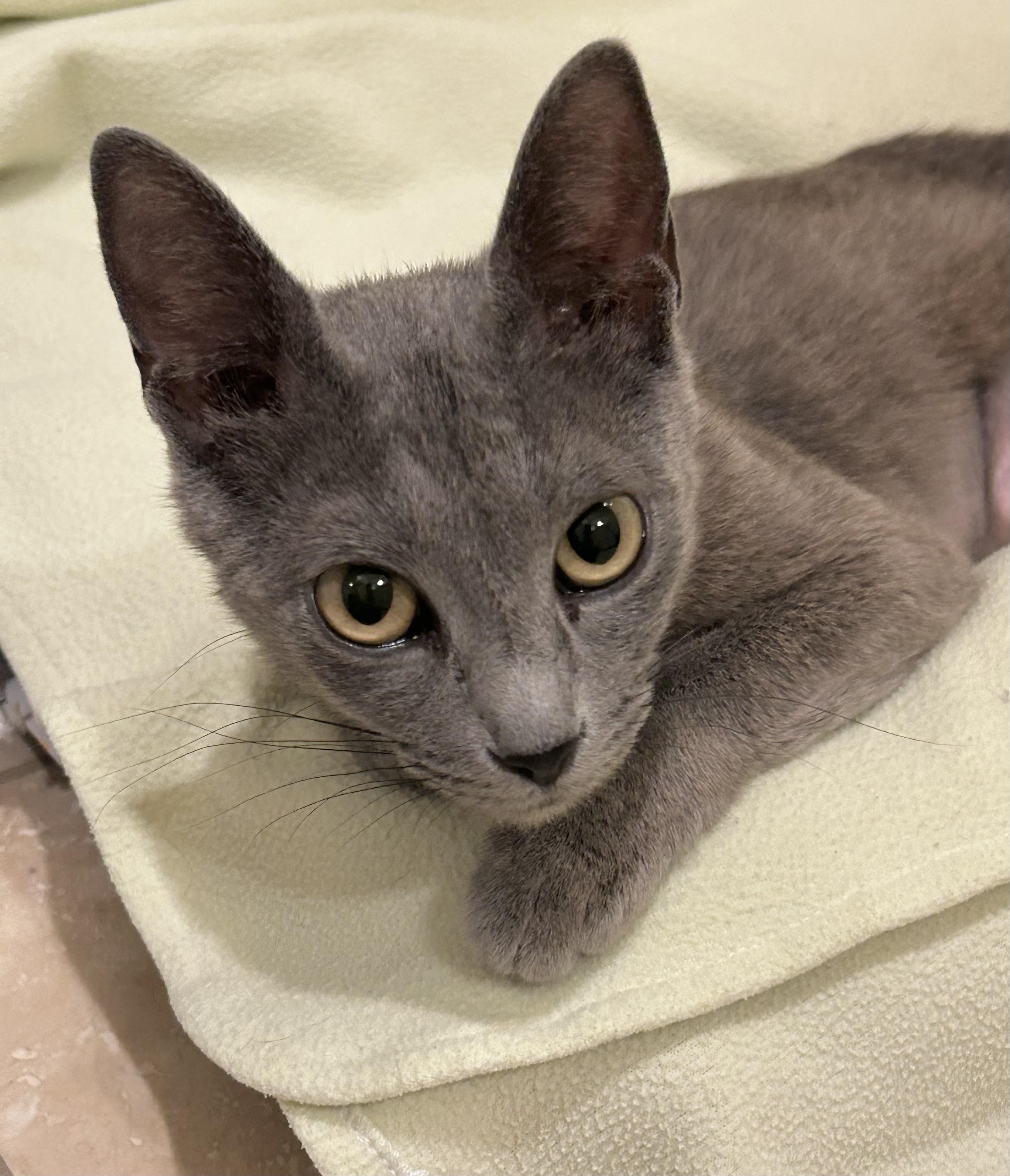 Trails (I am all ears), Adoptable, Young Female Russian Blue & Domestic Short Hair.