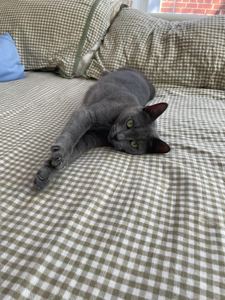 Sage, Adoptable, Young Female Russian Blue.