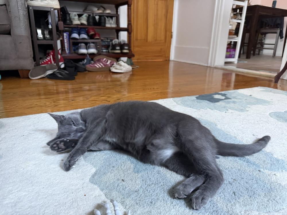 Enlarge Sage, a Adoptable mixed breed in New York, NY image 2/6