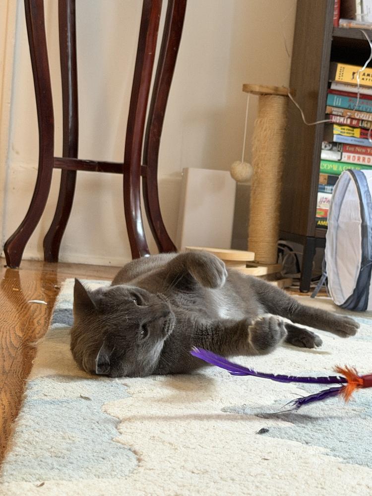 Enlarge Sage, a Adoptable mixed breed in New York, NY image 3/6