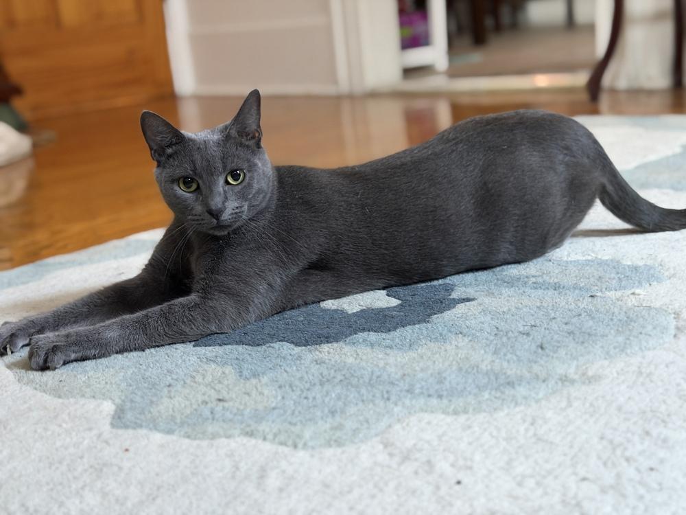 Enlarge Sage, a Adoptable mixed breed in New York, NY image 4/6