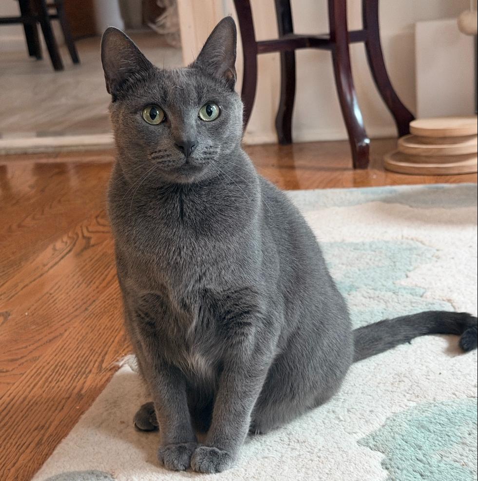 Enlarge Sage, a Adoptable mixed breed in New York, NY image 5/6