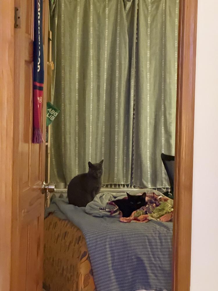 Enlarge Sage, a Adoptable mixed breed in New York, NY image 6/6