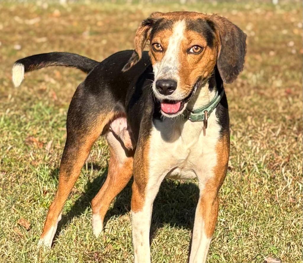 Enlarge Bug, a Adoptable Hound in Mineral, VA image 1/1