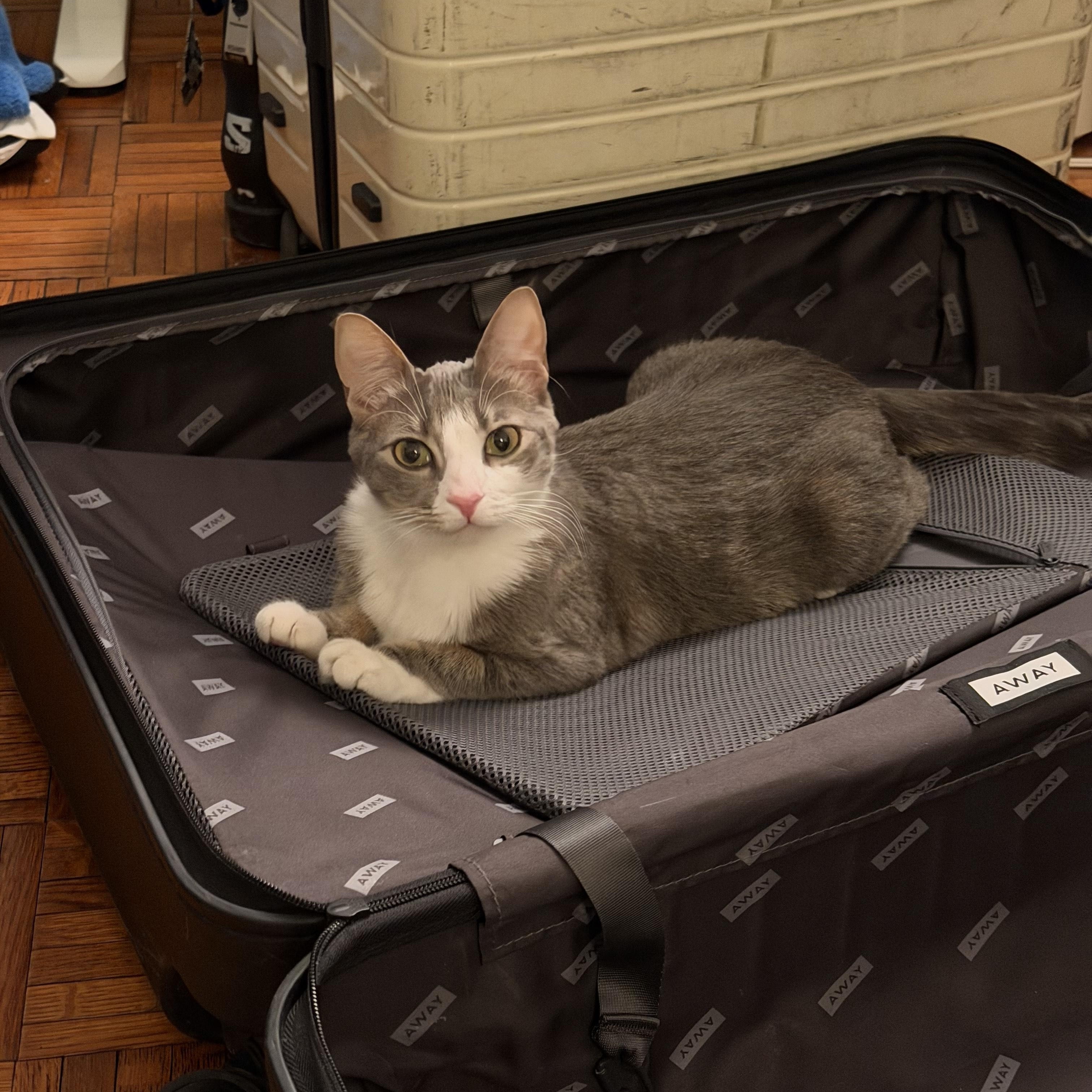 Enlarge Sunny, an adopted Domestic Short Hair in New York, NY image 4/6