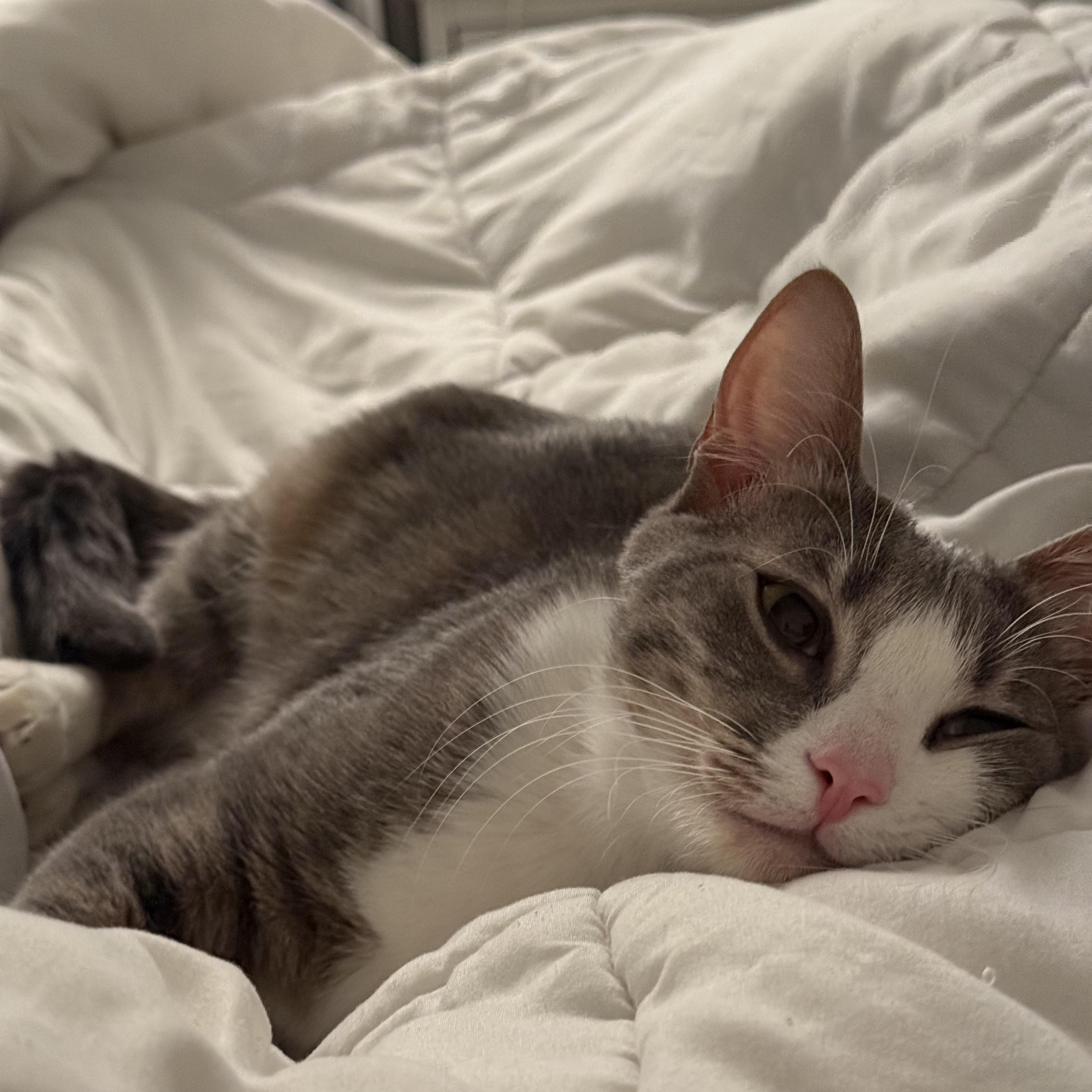 Enlarge Sunny, an adopted Domestic Short Hair in New York, NY image 6/6