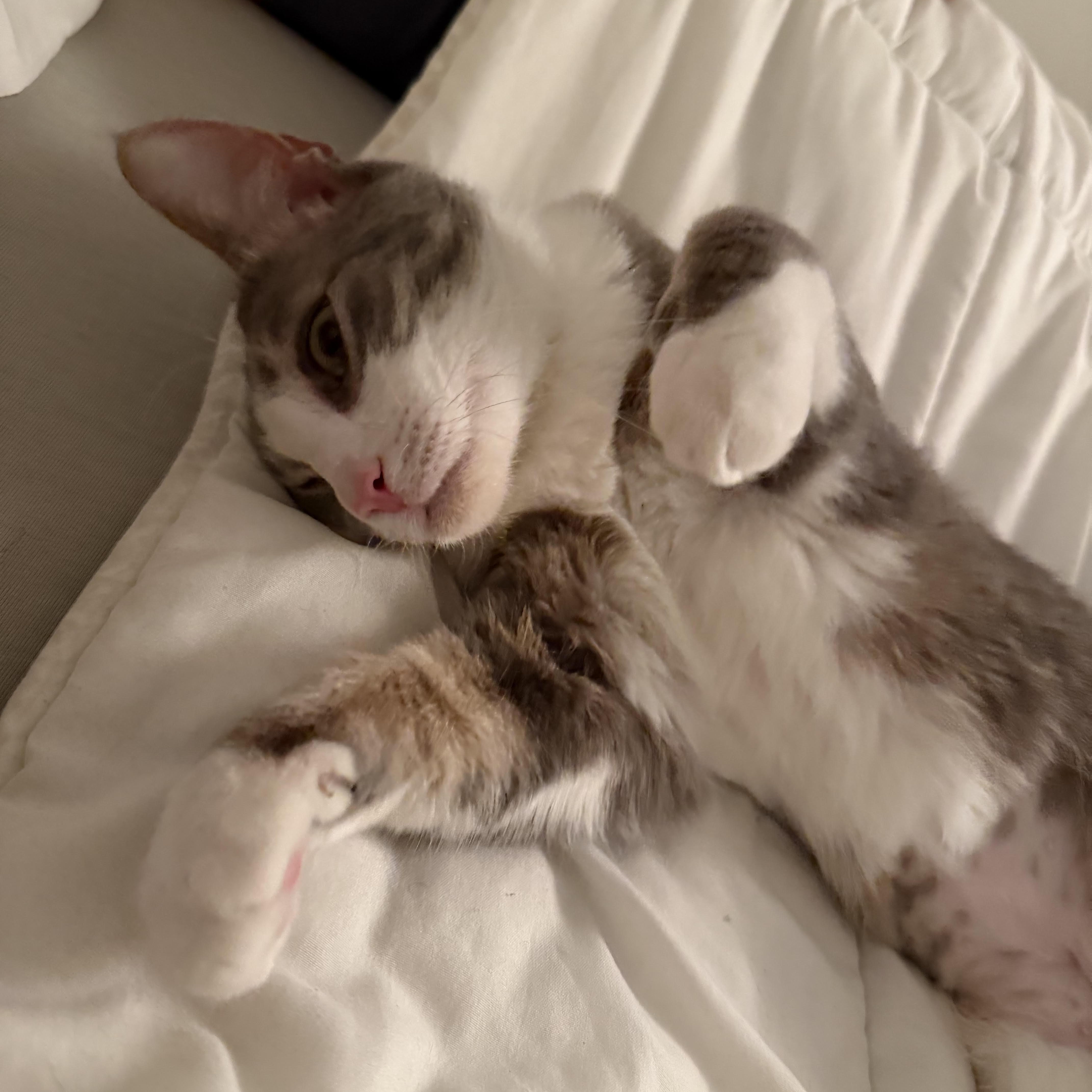 Enlarge Sunny, an adopted Domestic Short Hair in New York, NY image 5/6