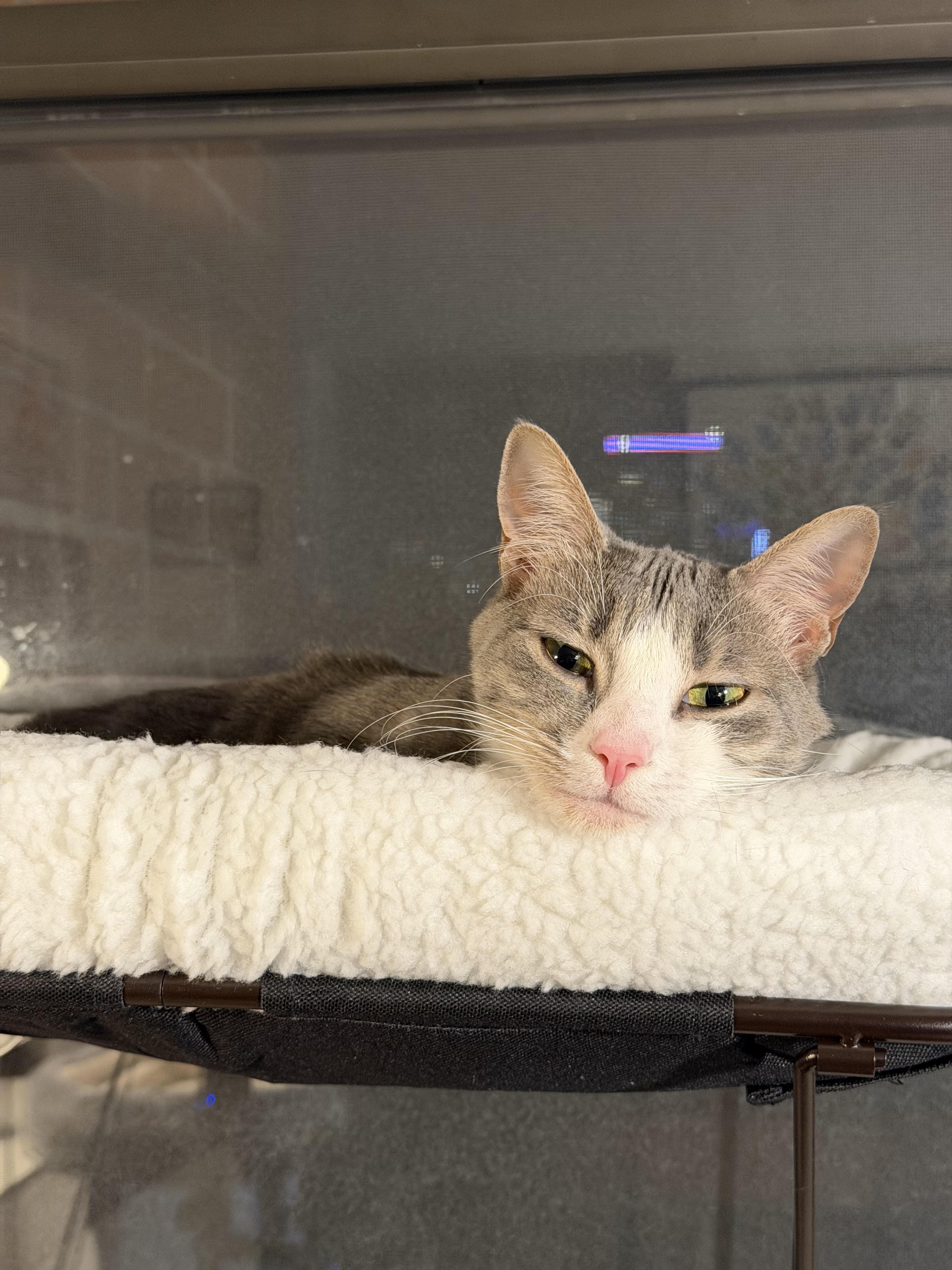Enlarge Sunny, an adopted Domestic Short Hair in New York, NY image 3/6
