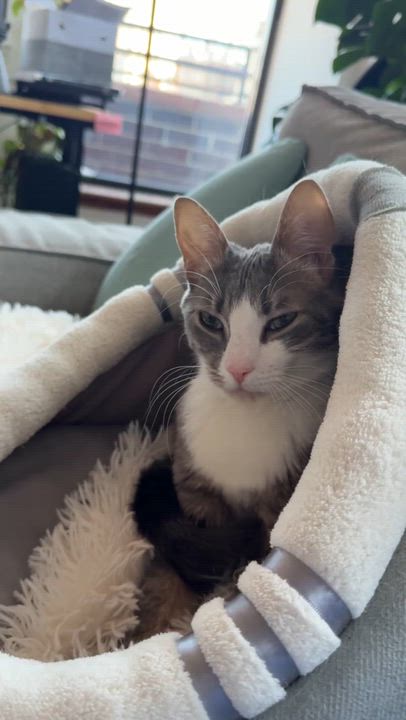 Enlarge Sunny, an adopted Domestic Short Hair in New York, NY video 2/6