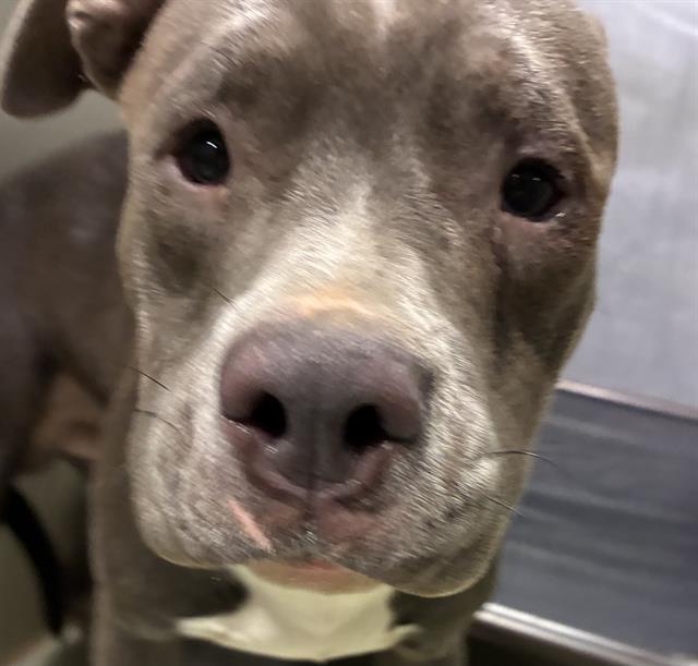 Enlarge Chester, an adopted Pit Bull Terrier in Thousand Oaks, CA image 1/1