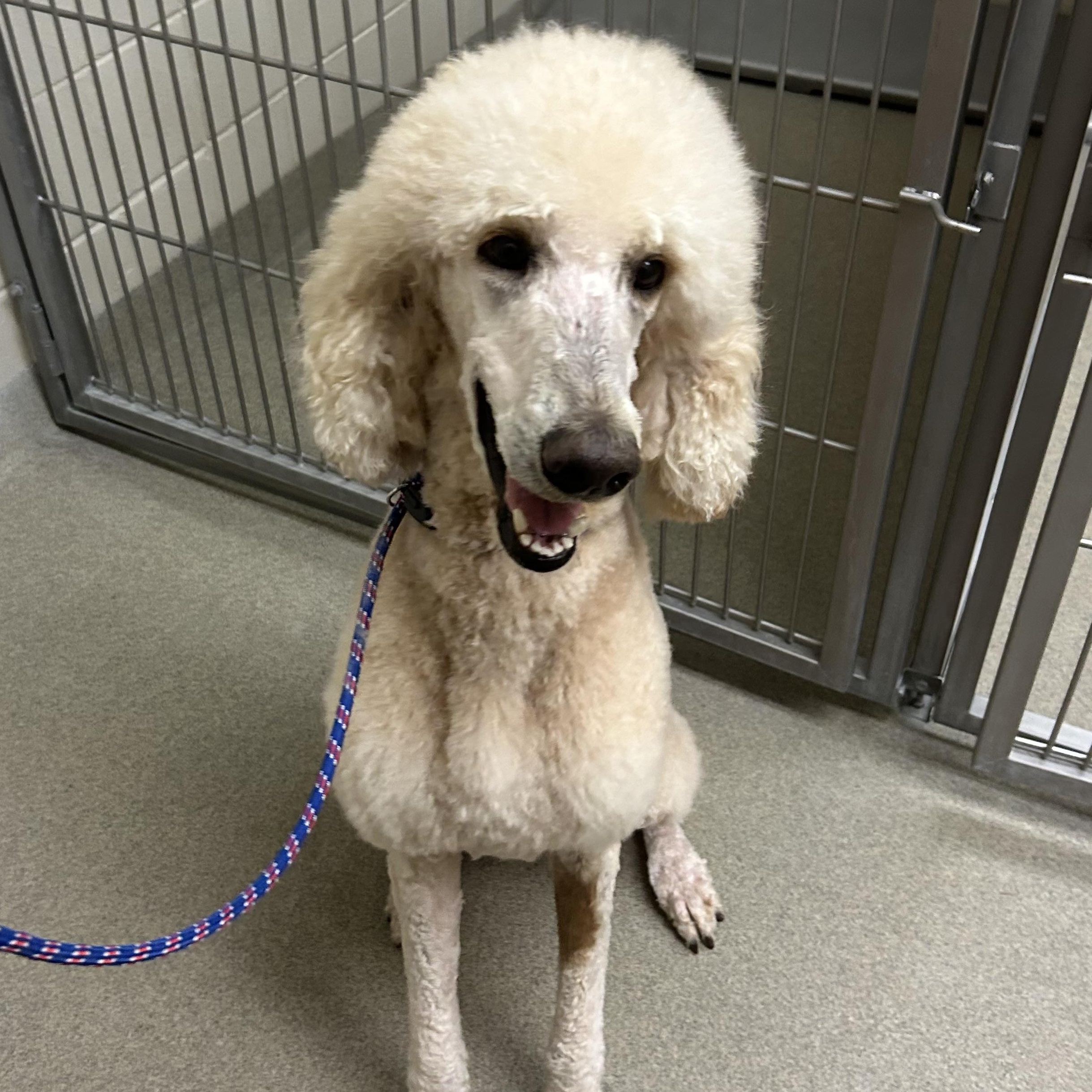 Cisco , ADOPTABLE, Adult Male Poodle.