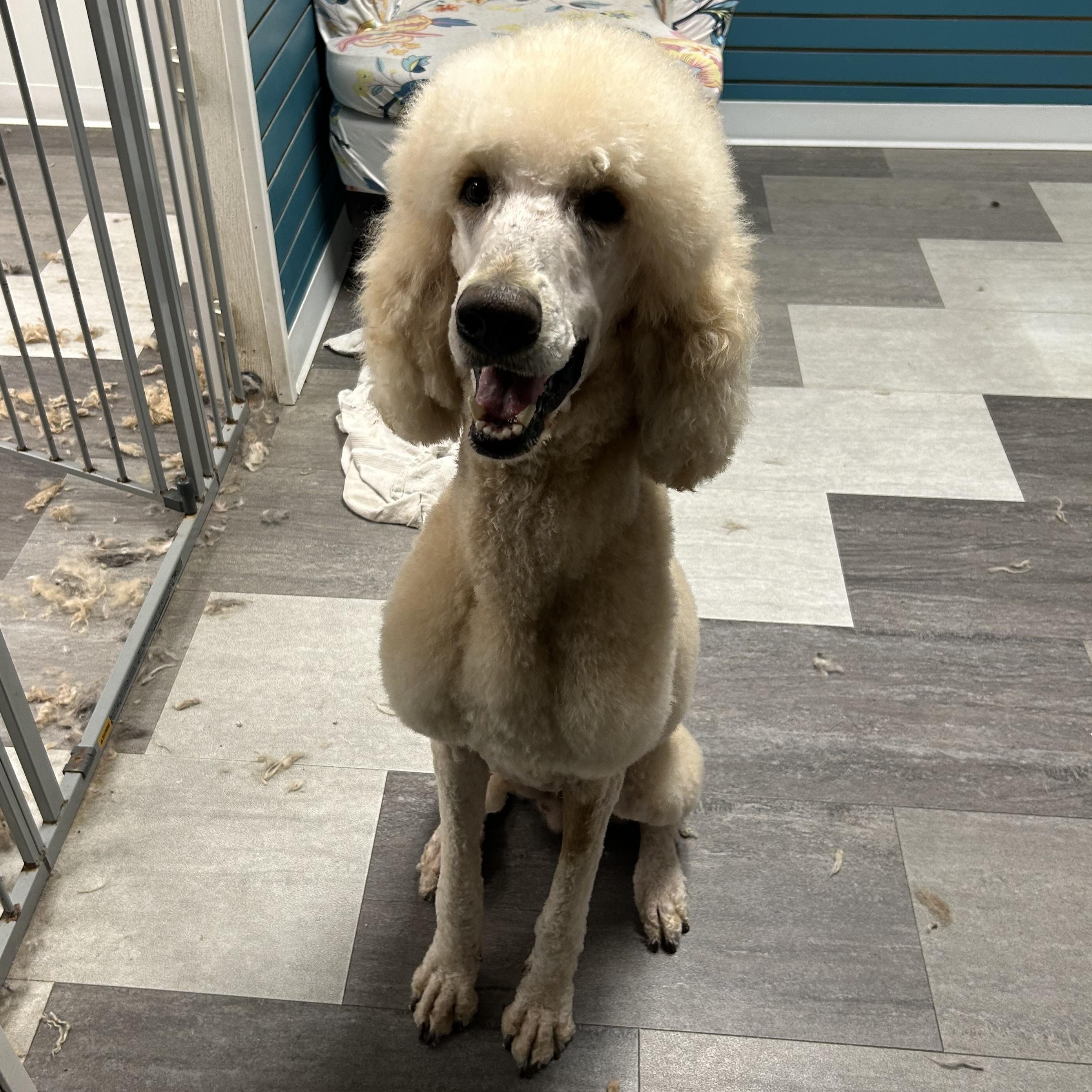 Enlarge Cisco , a ADOPTABLE Poodle in Kearney, NE image 2/2