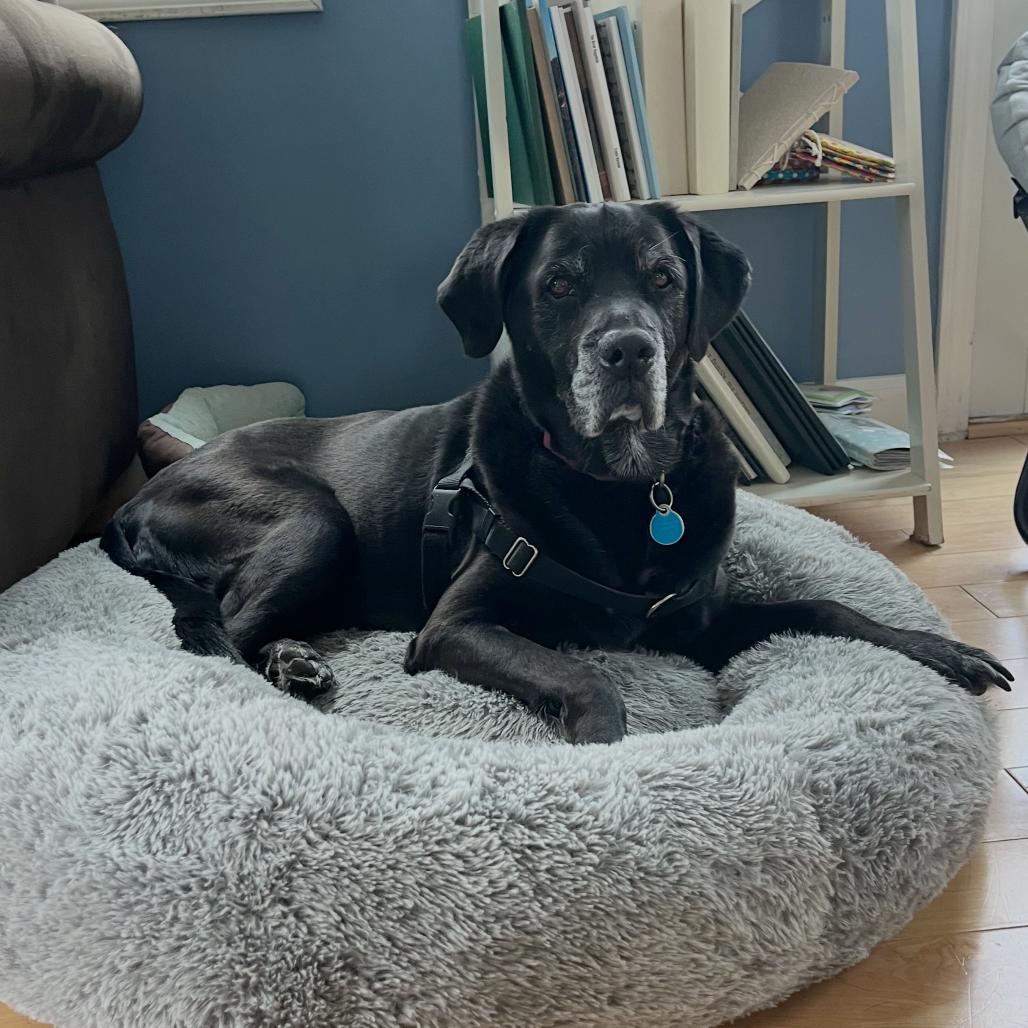 Cannoli — thumbnail 4