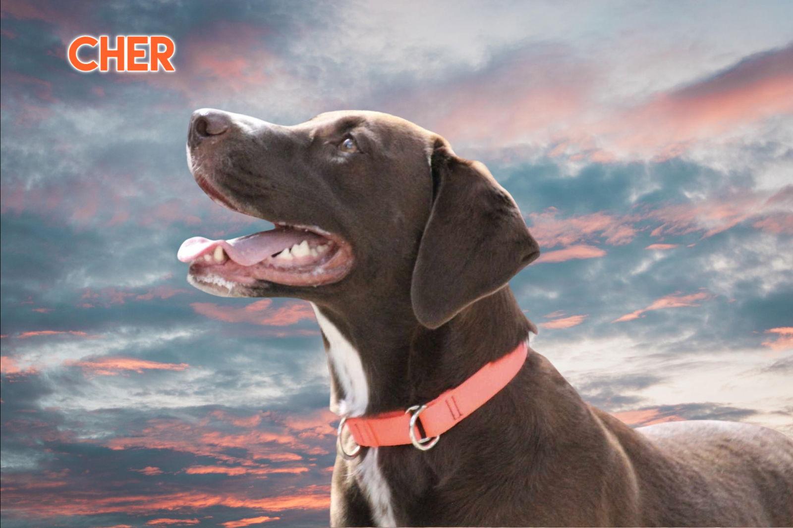 Cherry (Cher), a Adoptable mixed breed in New Castle, DE image 1/3