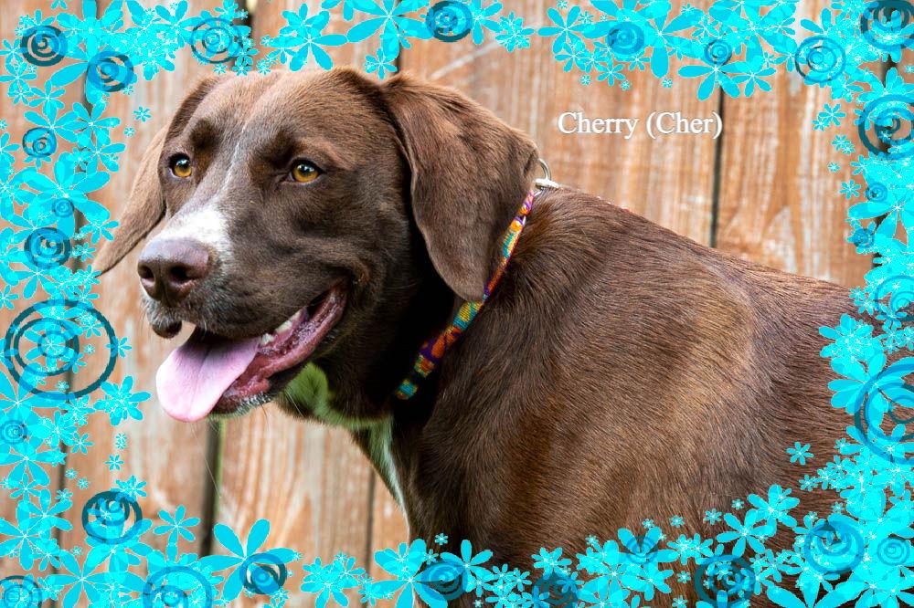 Cherry (Cher), a Adoptable mixed breed in New Castle, DE image 2/3