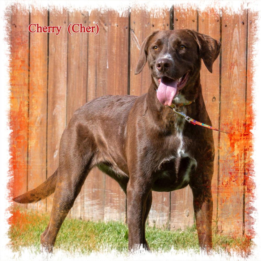Cherry (Cher), a Adoptable mixed breed in New Castle, DE image 3/3