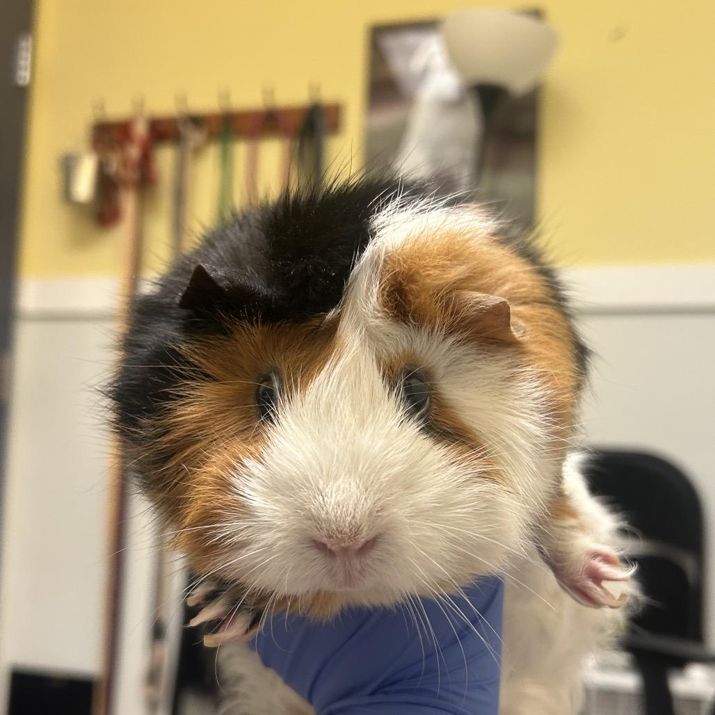 George, Adoptable, Adult Female Abyssinian & Guinea Pig.