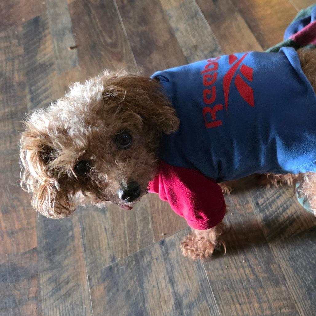 Enlarge Henry, a Adoptable Poodle in Goltry, OK image 2/6