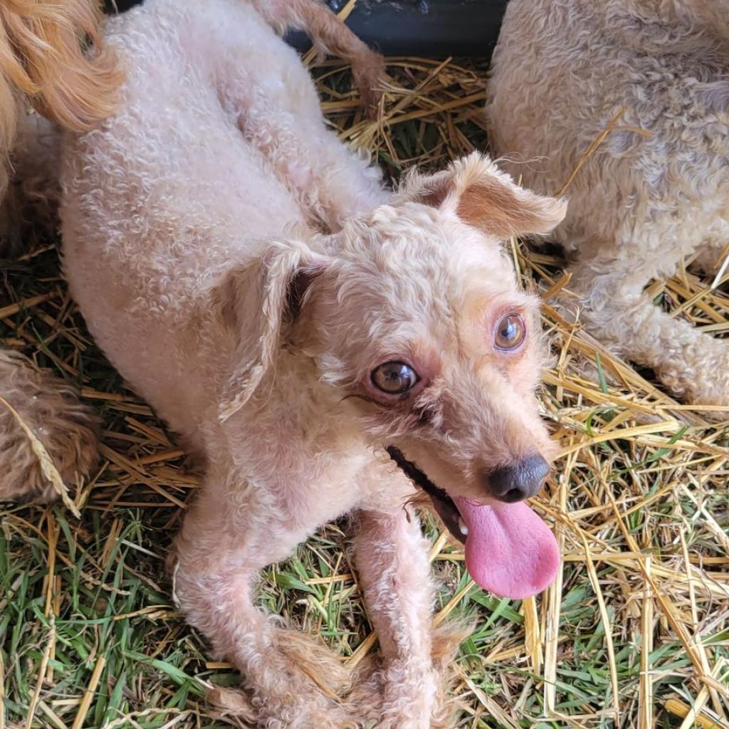Enlarge Henry, a Adoptable Poodle in Goltry, OK image 3/6