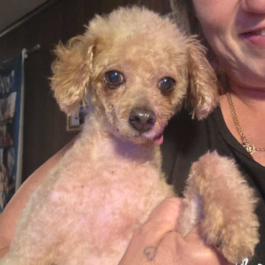 Henry, a Adoptable Miniature Poodle in Goltry, OK image 3/6