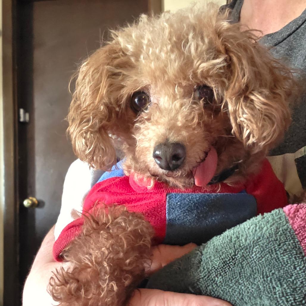 Enlarge Henry, a Adoptable Poodle in Goltry, OK image 4/6