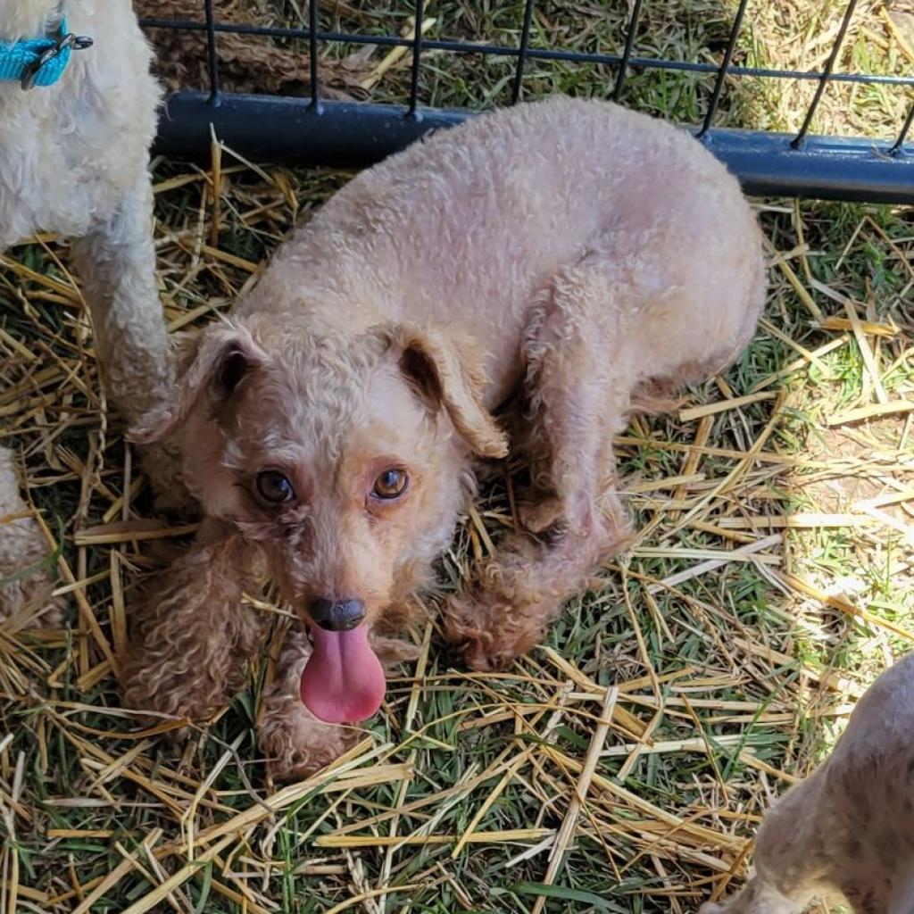 Enlarge Henry, a Adoptable Poodle in Goltry, OK image 5/6