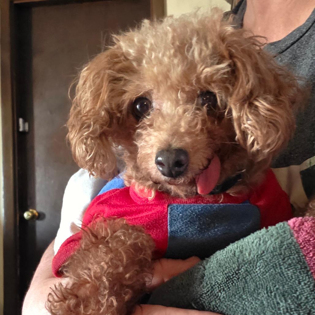 Enlarge Henry, a Adoptable Poodle in Goltry, OK image 6/6