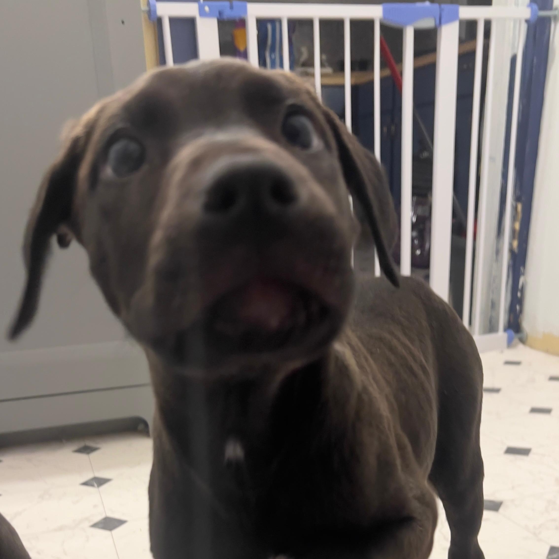 Enlarge Buddy, an adopted mixed breed in Midland, MI image 6/6