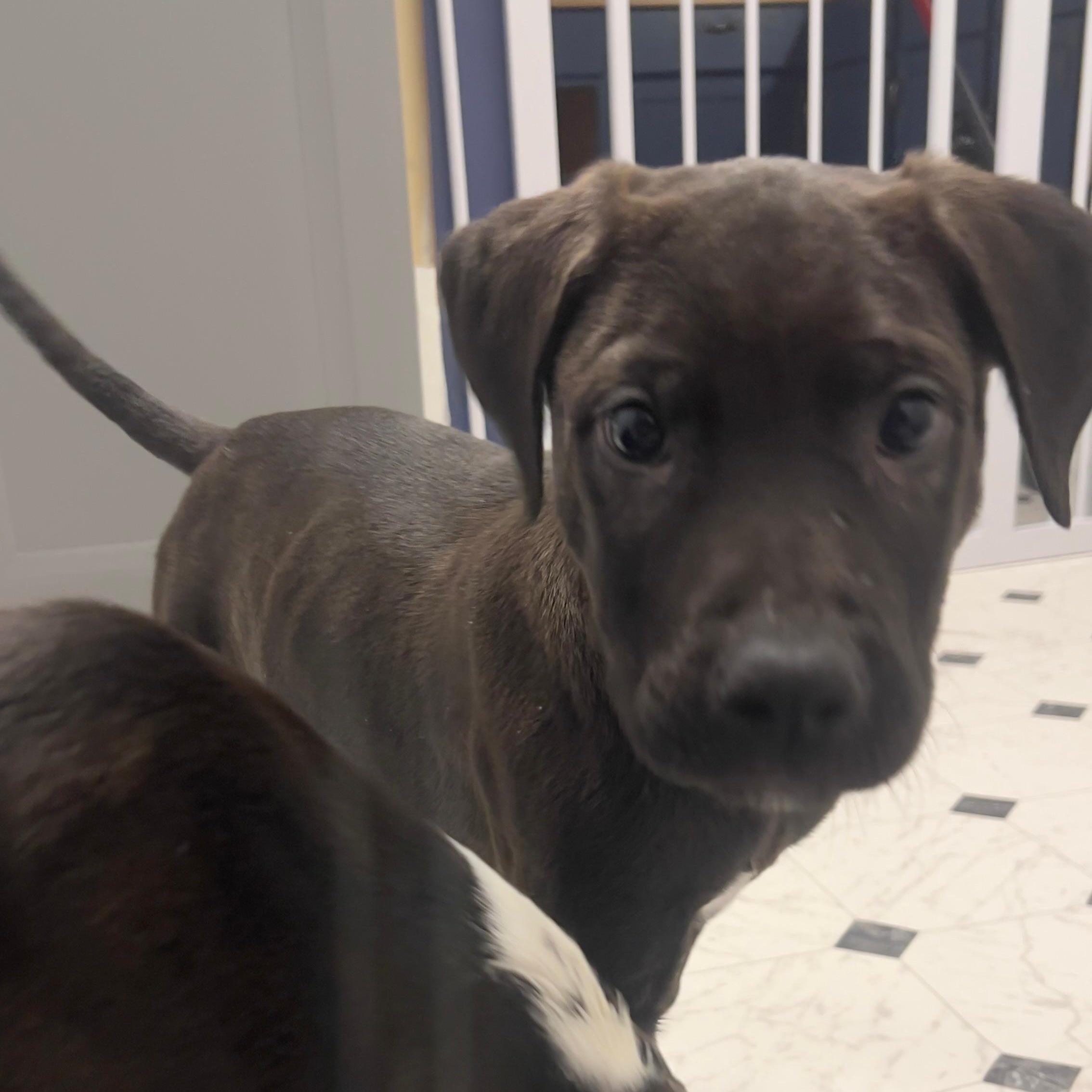 Enlarge Buddy, an adopted mixed breed in Midland, MI image 5/6