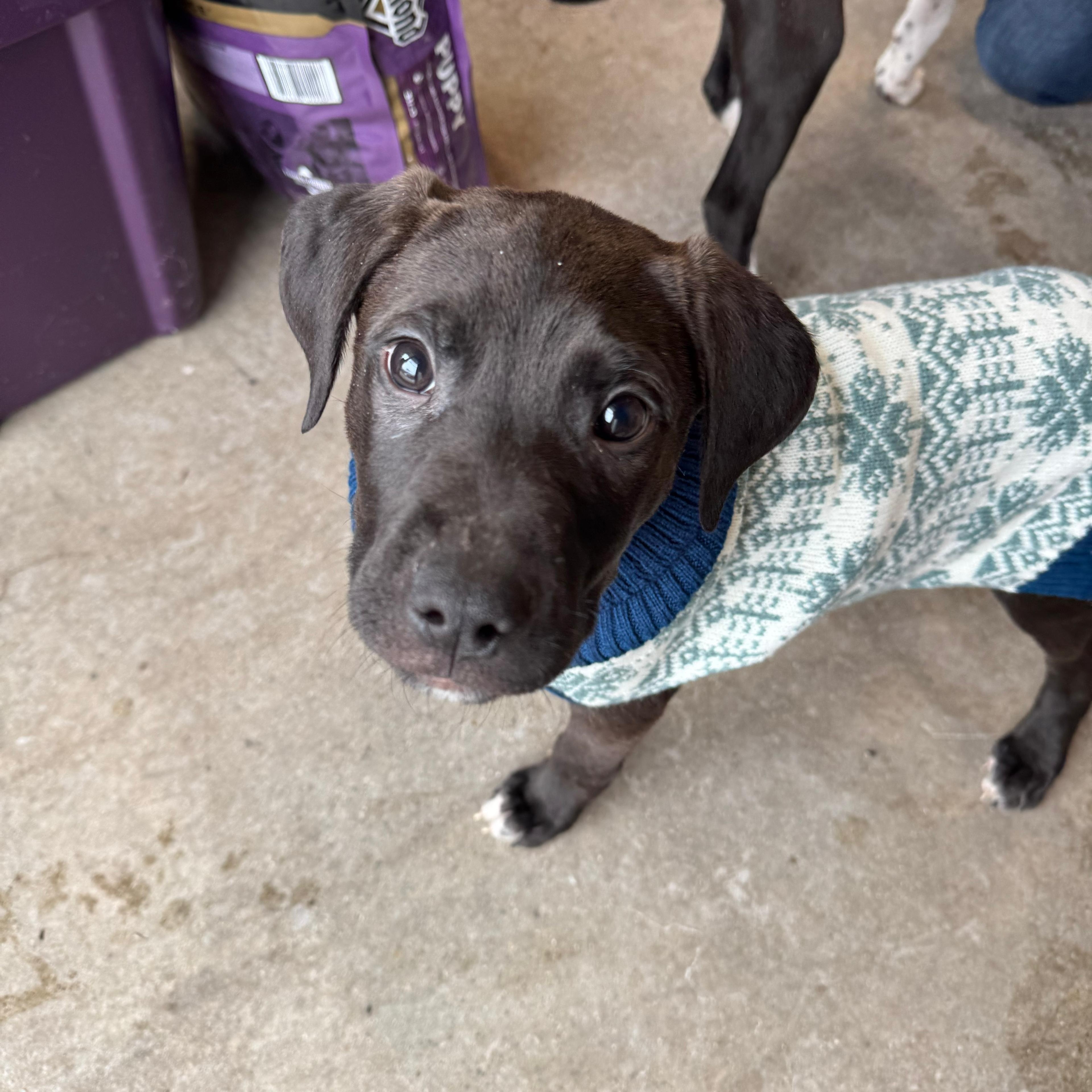 Enlarge Buddy, an adopted mixed breed in Midland, MI image 2/6