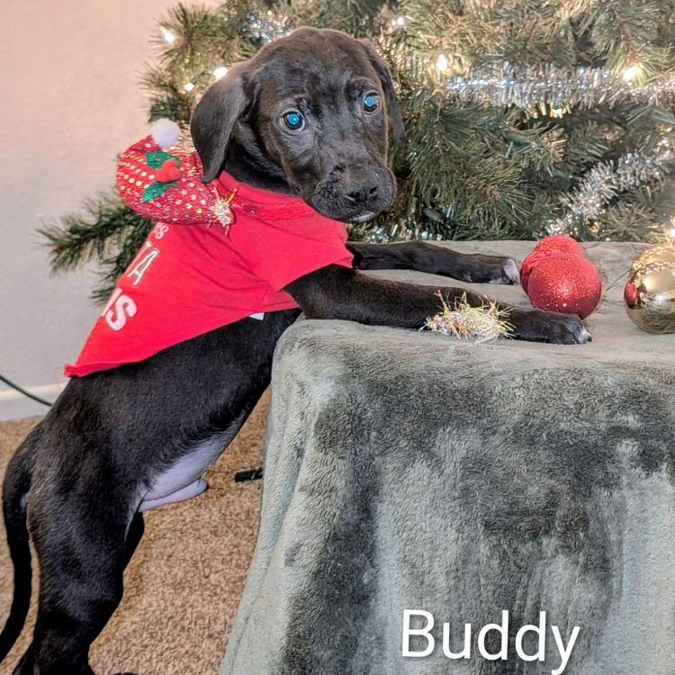 Buddy, adopted, Puppy Male Labrador Retriever & Anatolian Shepherd.