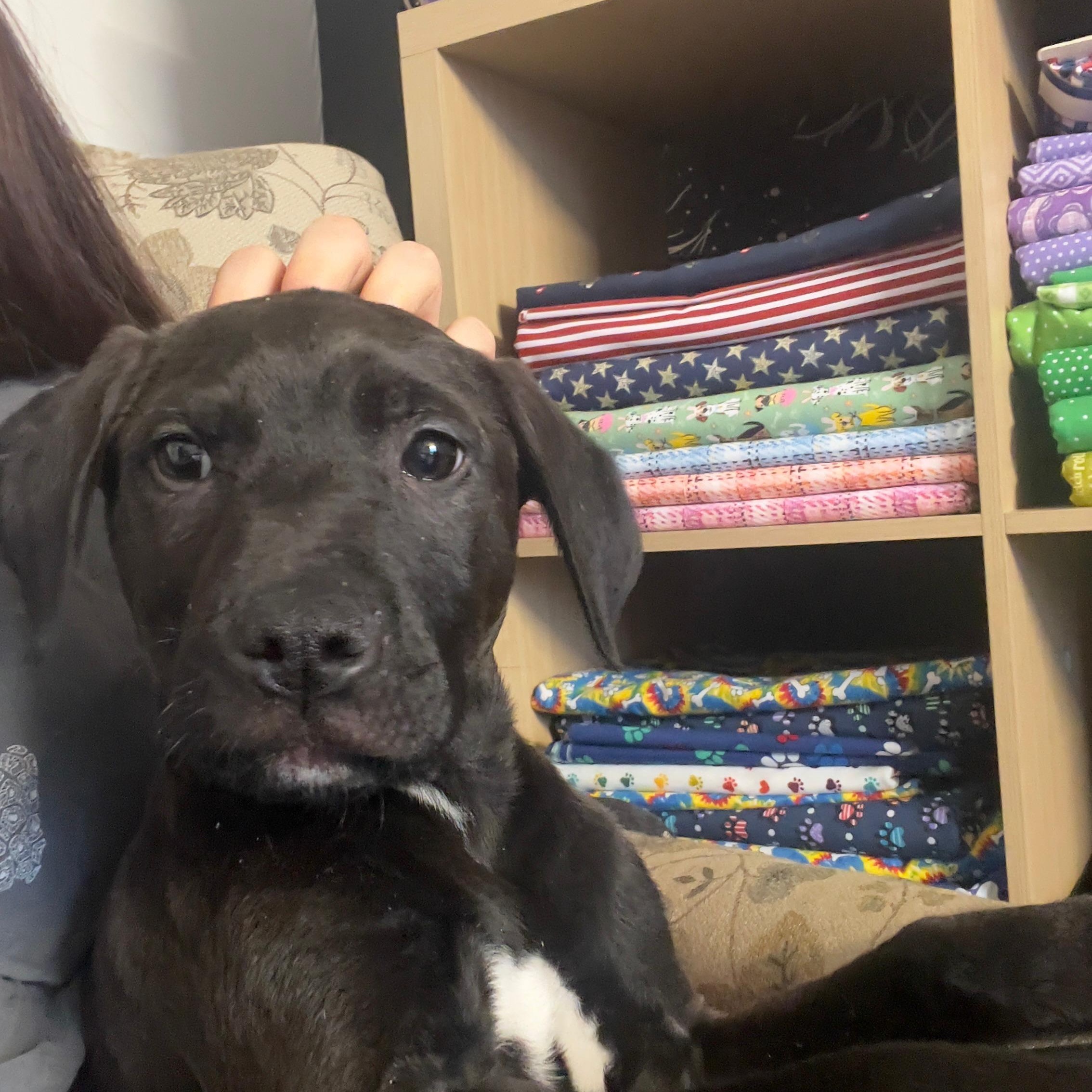 Enlarge Buddy, an adopted mixed breed in Midland, MI image 3/6