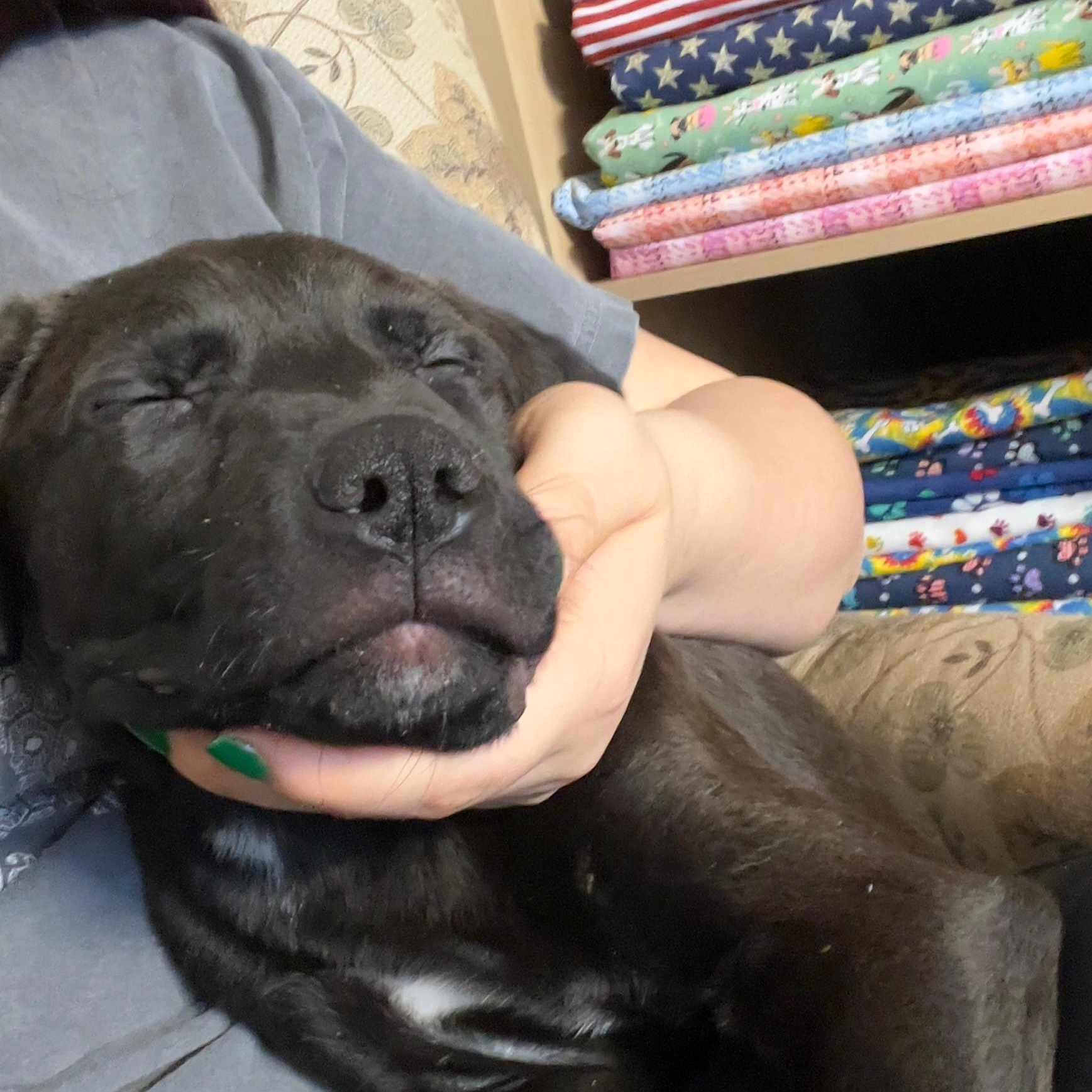 Enlarge Buddy, an adopted mixed breed in Midland, MI image 4/6